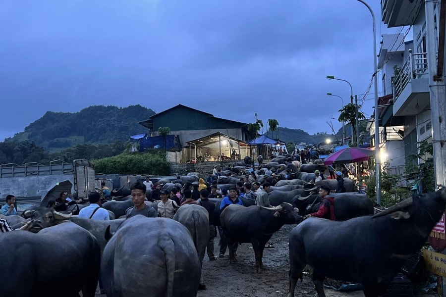 Lào Cai tổ chức họp chợ trâu Bắc Hà vào thứ 7 hàng tuần