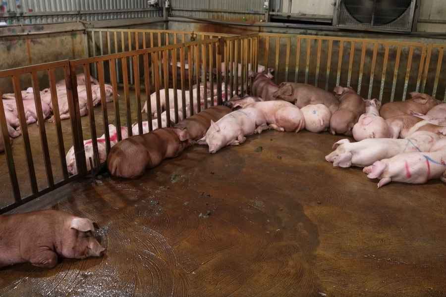 Phát hiện đường dây tuồn hàng tấn thịt lợn nhiễm dịch tả lợn Châu Phi ra chợ và quán ăn Hà Nội