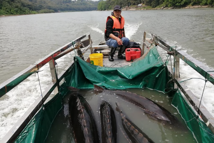 Trung Quốc phá hủy 300 con đập và đóng cửa nhà máy thủy điện để cứu hệ sinh thái sông Dương Tử