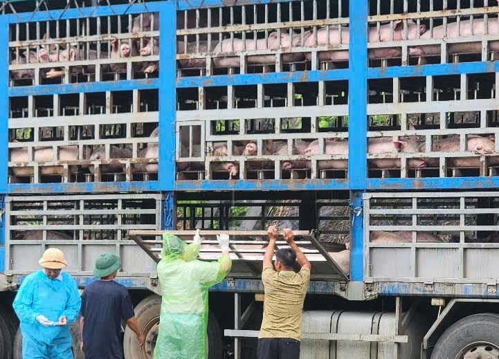 Bắt giữ xe tải chở gần 200 con lợn nhiễm dịch tả châu Phi