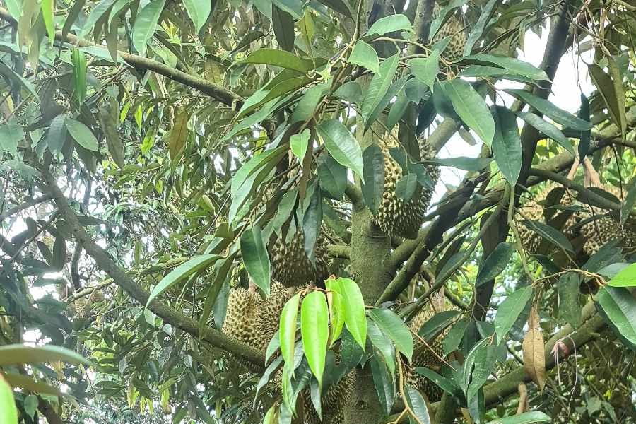 Hiệu quả từ những chính sách giảm nghèo ở tỉnh Khánh Hòa