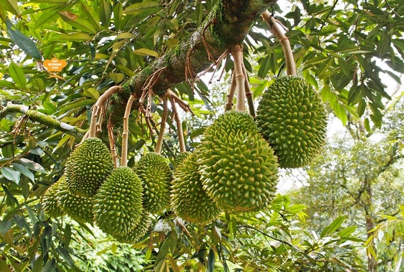 Giá sầu riêng hôm nay 15/7: Hàng đẹp vẫn được giá, Việt Nam mất thị phần vào tay Thái Lan, Campuchia