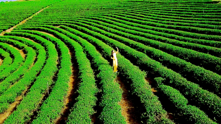 Lâm Đồng - Việt Nam sẽ trở thành trung tâm trà của thế giới