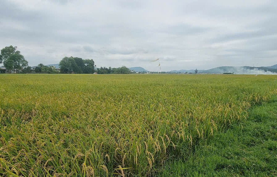 Nhiều sai phạm trong quản lý, sử dụng đất tại Công ty TNHH Nông lâm nghiệp Kiên Giang