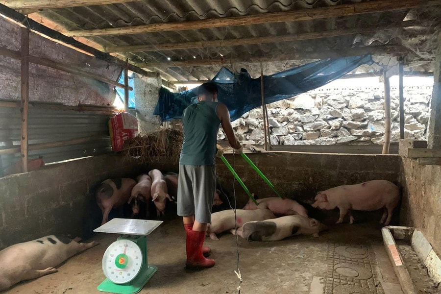 Dịch tả lợn châu Phi lan rộng 20/34 tỉnh, khuyến cáo người chăn nuôi tiêm vắc xin để ngăn chặn dịch bệnh