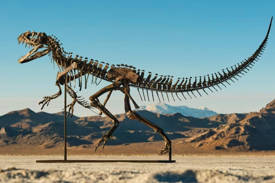 Hóa thạch non duy nhất trên thế giới của khủng long Ceratosaurus được bán với giá 30,5 triệu USD