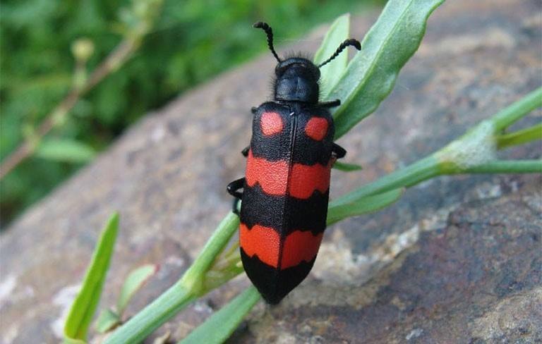 Lào Cai: Cảnh báo dùng sâu Ban Miêu làm thuốc cường dương, dễ gây ngộ độc chết người