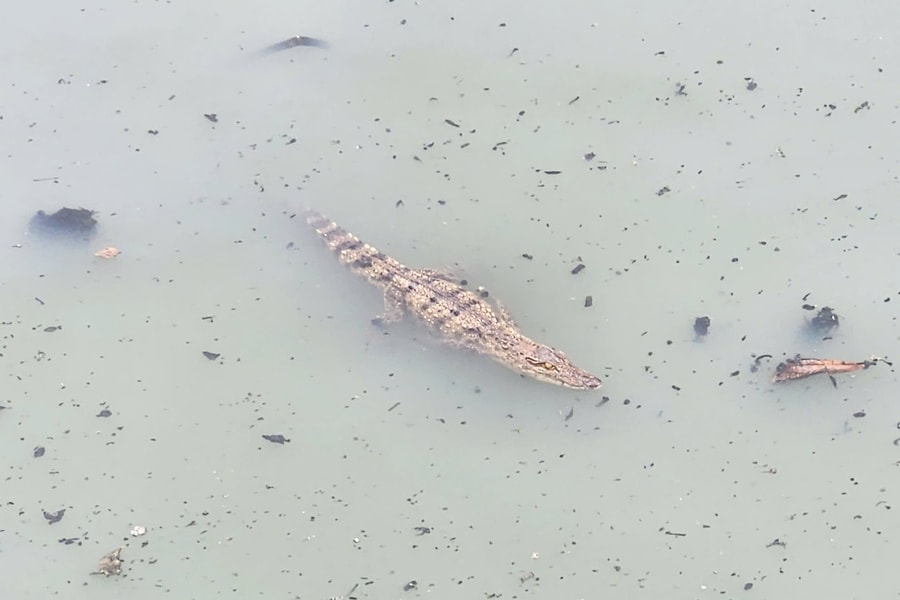 TP HCM: Con cá sấu ở kênh Nước Đen đã bị bắt