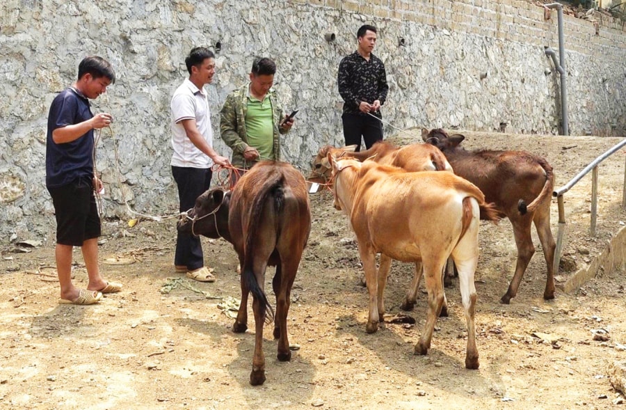 “Ngân hàng bò” – Tạo sinh kế bền vững cho người nghèo