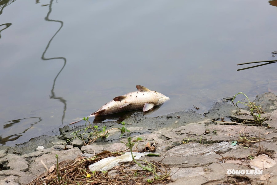 Hà Nội: Nước hồ chuyển màu đen , cá chết rải rác tại công viên Võ Thị Sáu