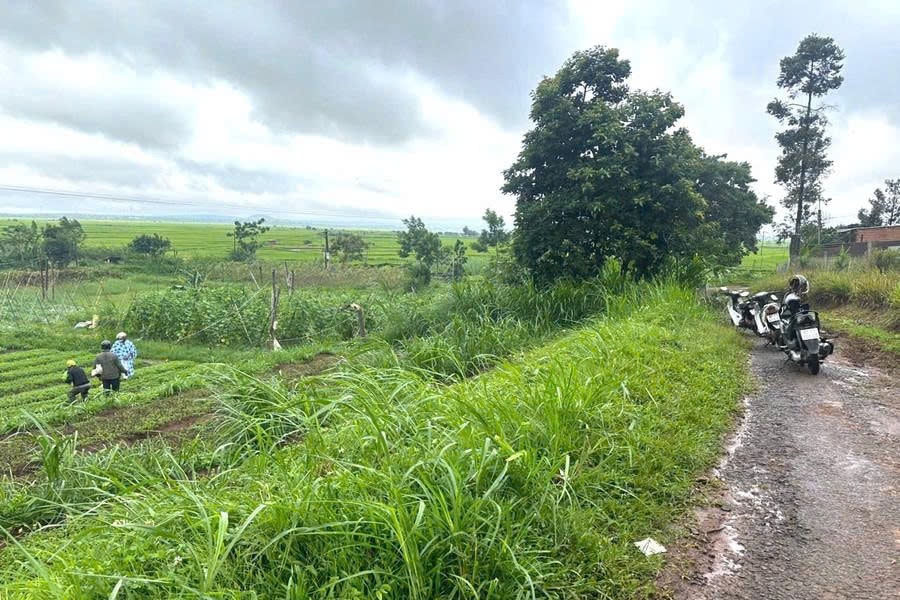 Gia Lai: Đi làm giữa trời mưa, người phụ nữ bị cây đè trúng tử vong