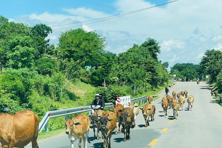 Gia Lai: Tông trúng con bò trên đường, thanh niên tử vong tại chỗ