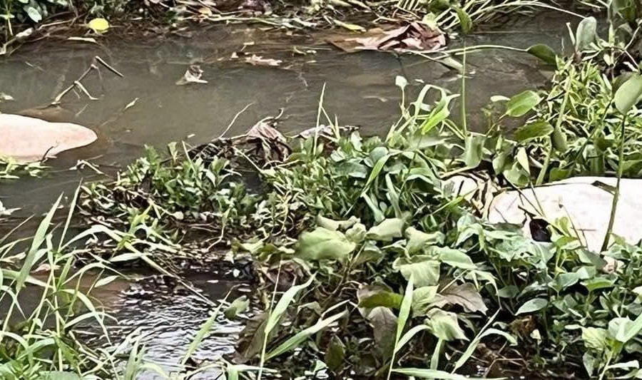 Gia Lai: Phát hiện nhiều xác heo nổi  ở bờ kè suối Hội Phú