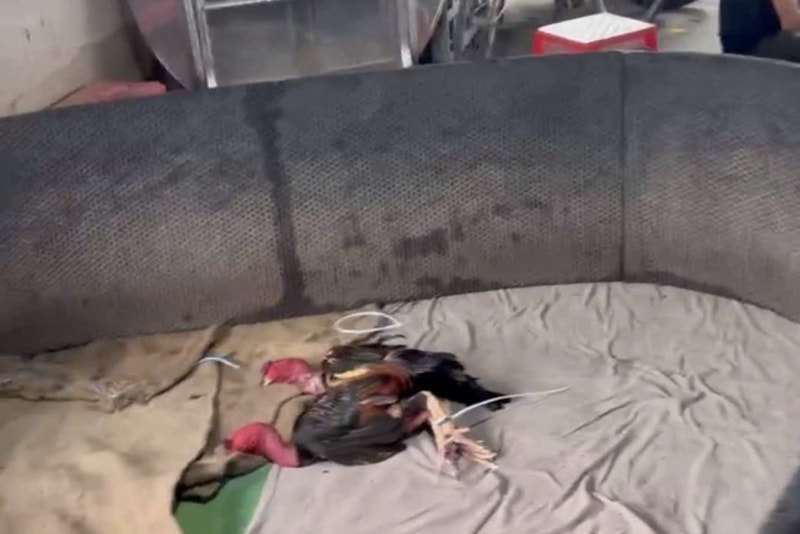 Biến tư gia thành sới đá gà phục vụ con bạc để thu 'tiền xâu'