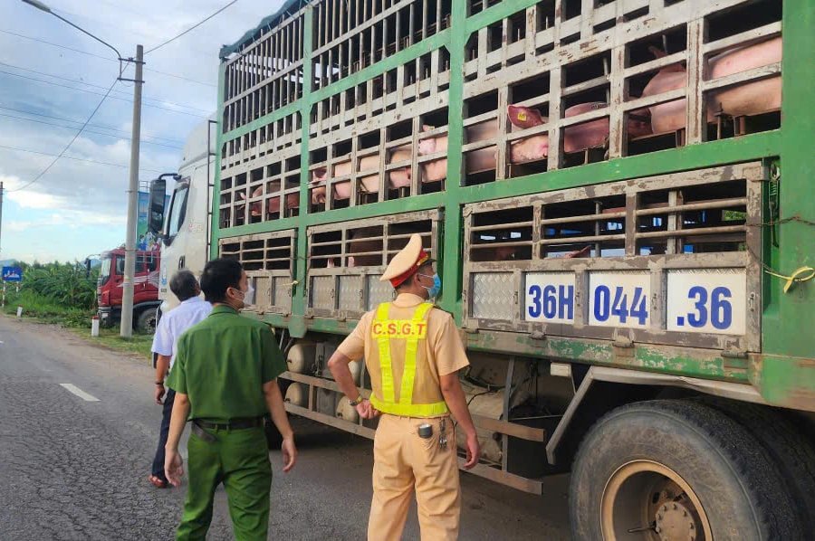 Gia Lai: Phát hiện xe tải chở hàng chục con heo nghi nhiễm bệnh đang tuồn vào phía Nam
