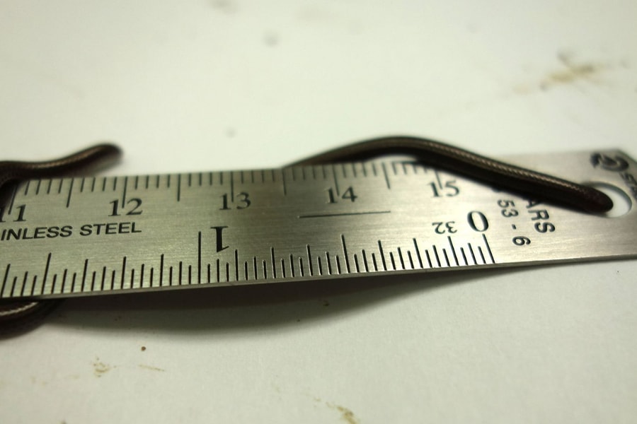 Loài rắn nhỏ nhất thế giới tái xuất sau gần 20 năm