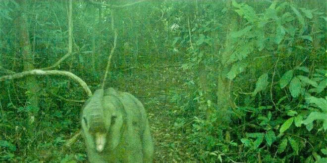 Phát hiện voi con trong khu bảo tồn ở Đà Nẵng