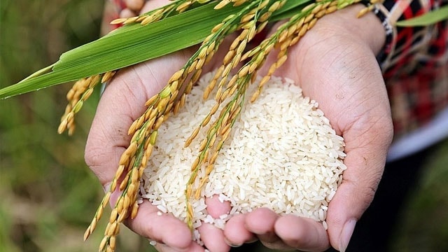 Giá lúa gạo hôm nay 31/10: Gạo nguyên liệu và cám giảm nhẹ, thị trường duy trì ổn định cuối vụ