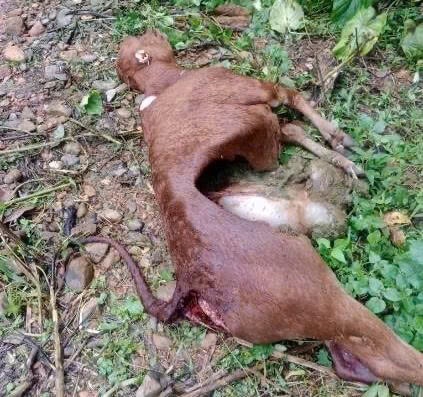 Sói hoang tấn công gia súc ở Điện Biên, thiệt hại gần 350 triệu đồng