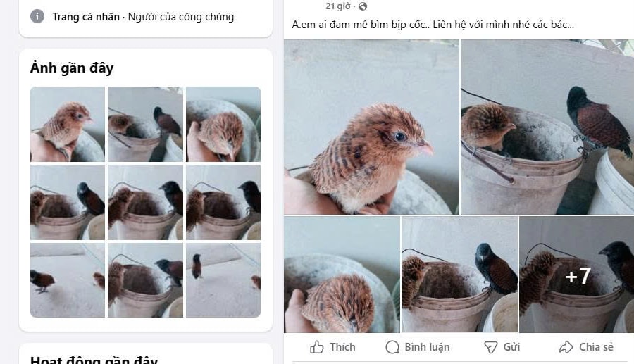 Cảnh báo tình trạng buôn bán chim hoang dã trái phép trên mạng xã hội