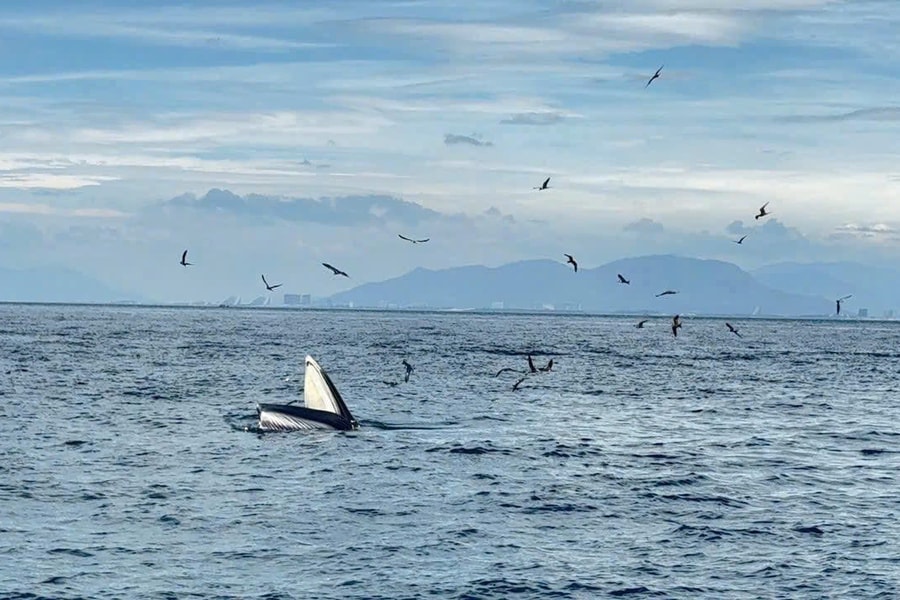 Cá voi xuất hiện liên tiếp trên vịnh Nha Trang