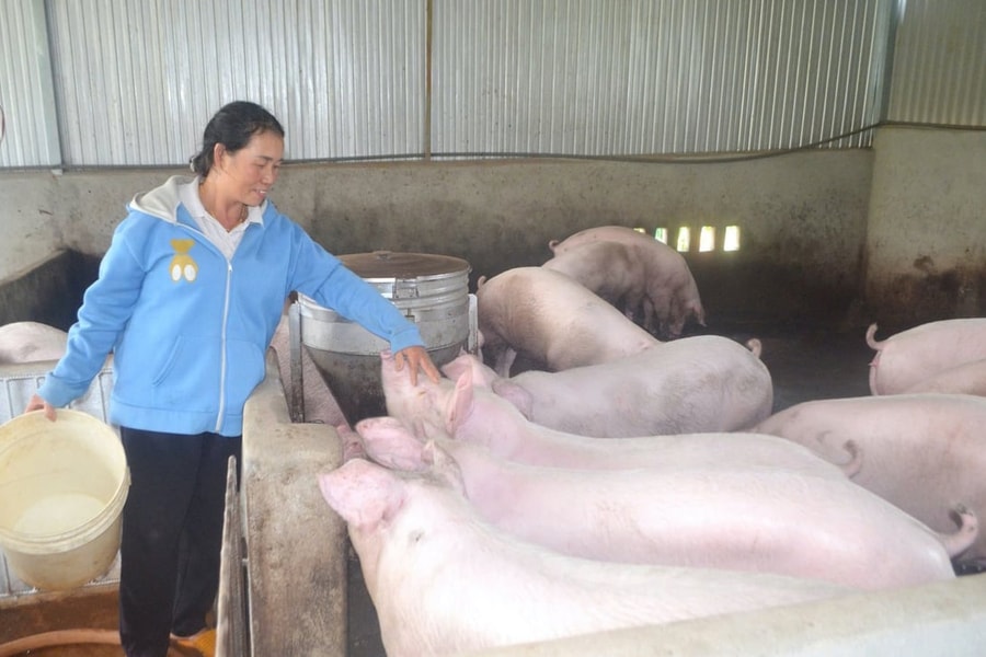 Thoát nghèo bền vững nhờ con giống tại Lâm Đồng