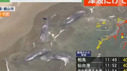 Nhiều cá voi dạt vào bờ biển Nhật Bản sau trận động đất ở Nga