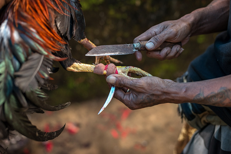 Tử vong vì bị gà chọi đá trúng ở Indonesia