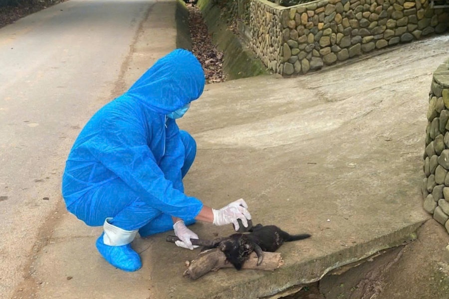 Chó thả rông mắc bệnh dại cắn nhiều người tại Đà Nẵng