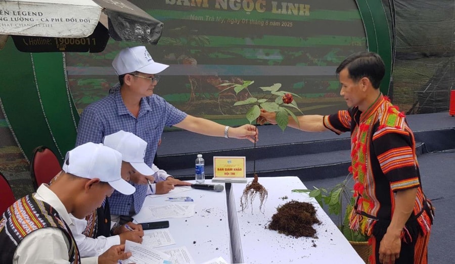 Gần 70 chủ thể tham gia hội thi sâm Ngọc Linh TP Đà Nẵng năm 2025
