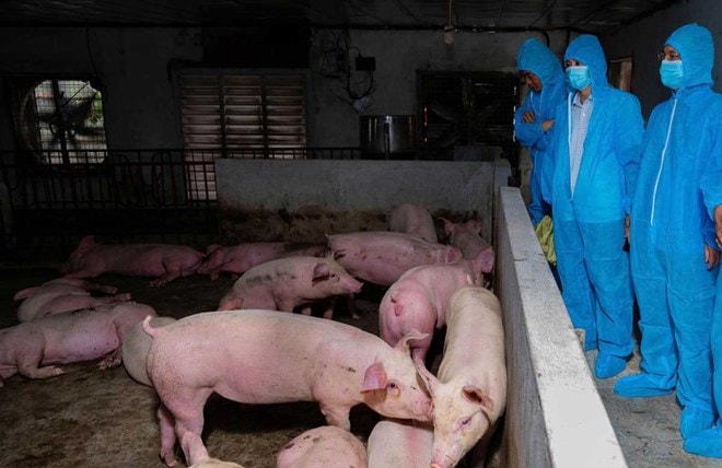 Ninh Bình: Chủ tịch UBND cấp xã chịu trách nhiệm nếu chủ quan, lơ là trong phòng chống, bệnh dịch tả lợn Châu Phi