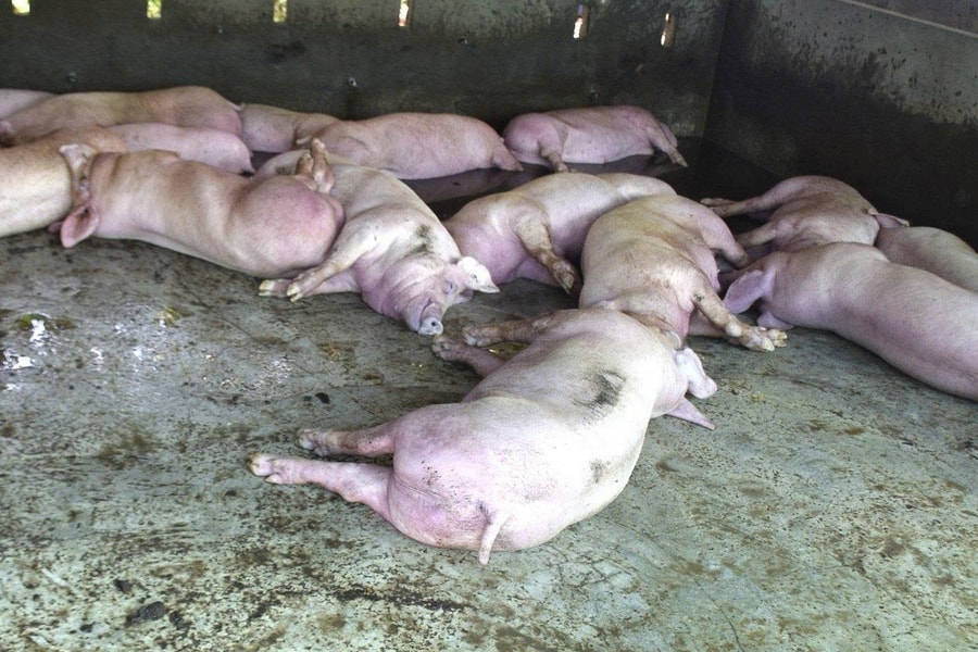 Hà Nội ban hành công điện phòng, chống dịch tả lợn châu Phi