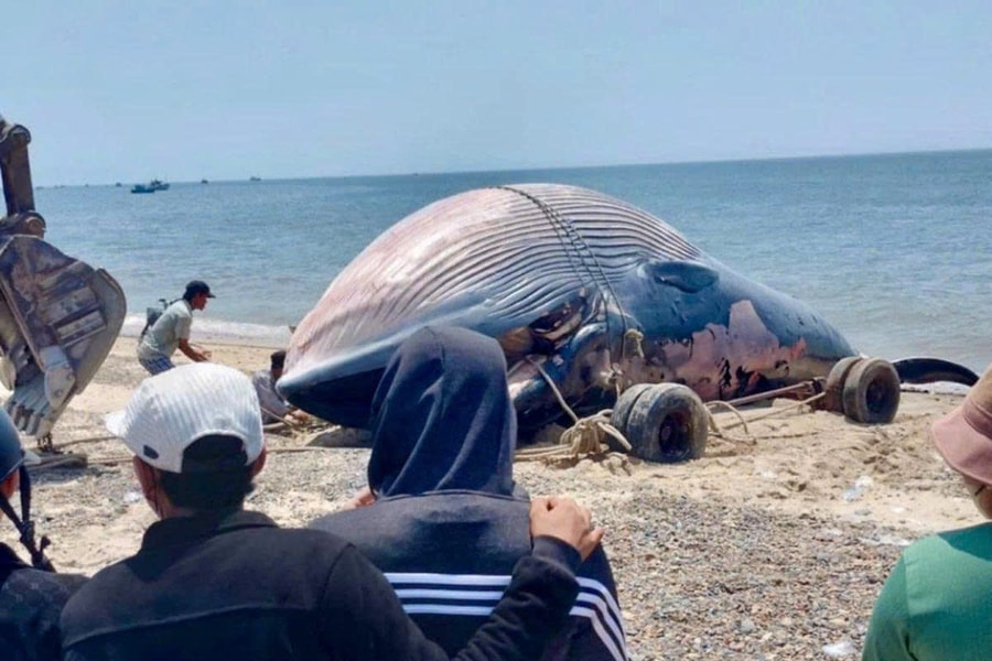 Xác cá Ông nặng 6 tấn trôi vào biển Lâm Đồng