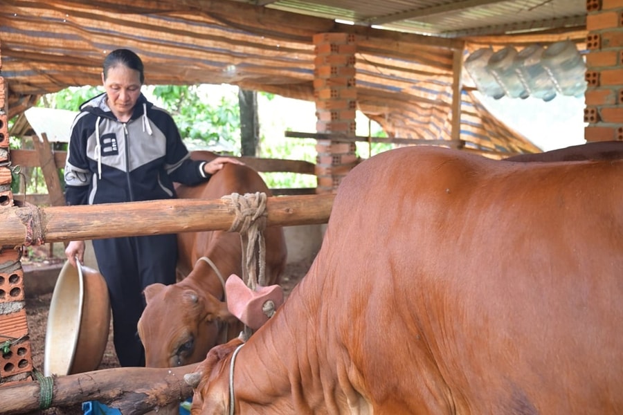 Đa dạng hóa sinh kế, giúp đồng bào dân tộc thiểu số tại Lâm Đồng giảm nghèo bền vững