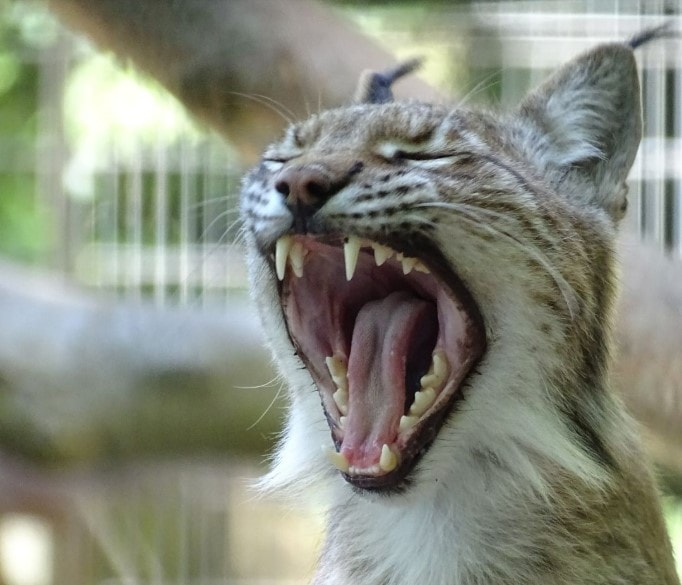 Vườn thú kêu gọi quyên góp thú cưng làm thức ăn cho động vật ăn thịt