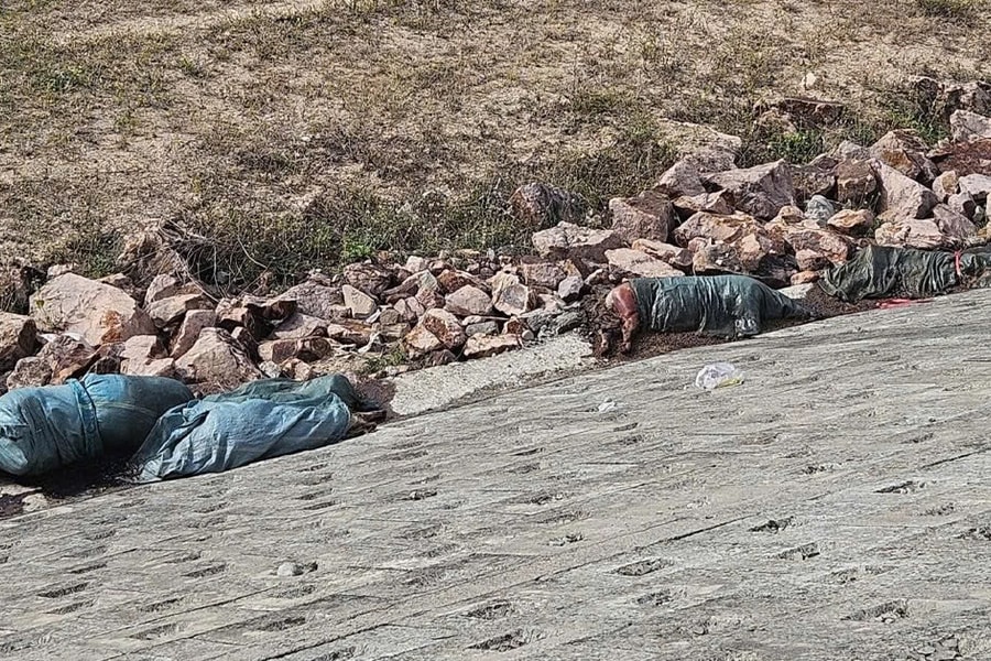 Gia Lai liên tục xuất hiện tình trạng heo chết vứt ra ngoài môi trường