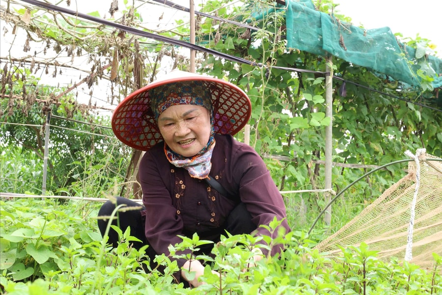 Hơn 1.000 tỷ đồng cho Chương trình Khuyến nông Hà Nội giai đoạn 2026-2030