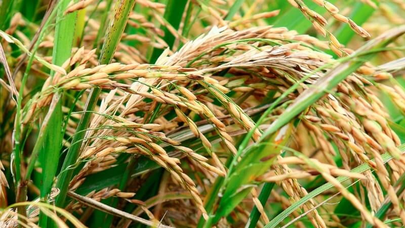 Giá lúa gạo hôm nay 21/9: Trong nước ổn định, gạo xuất khẩu đảo chiều tăng mạnh