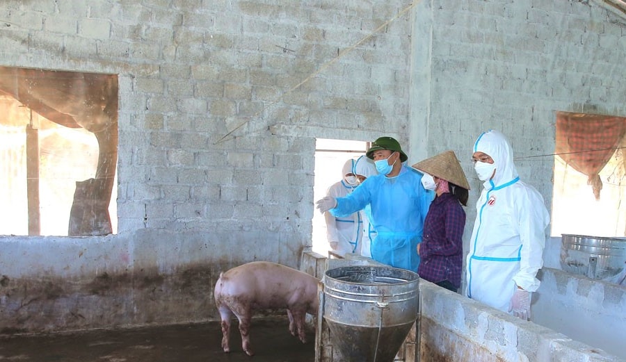 Ninh Bình: Tiêu hủy hơn 11.700 con lợn với tổng trọng lượng 651 tấn