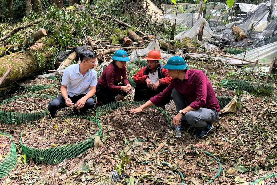 Quảng Ngãi: Chính quyền giúp dân khôi phục lại vườn sâm Ngọc Linh do bão tàn phá