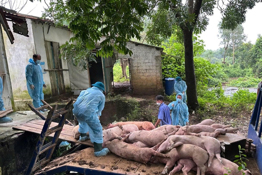 Dịch tả lợn châu Phi lan rộng, nguy cơ tác động mạnh tới CPI