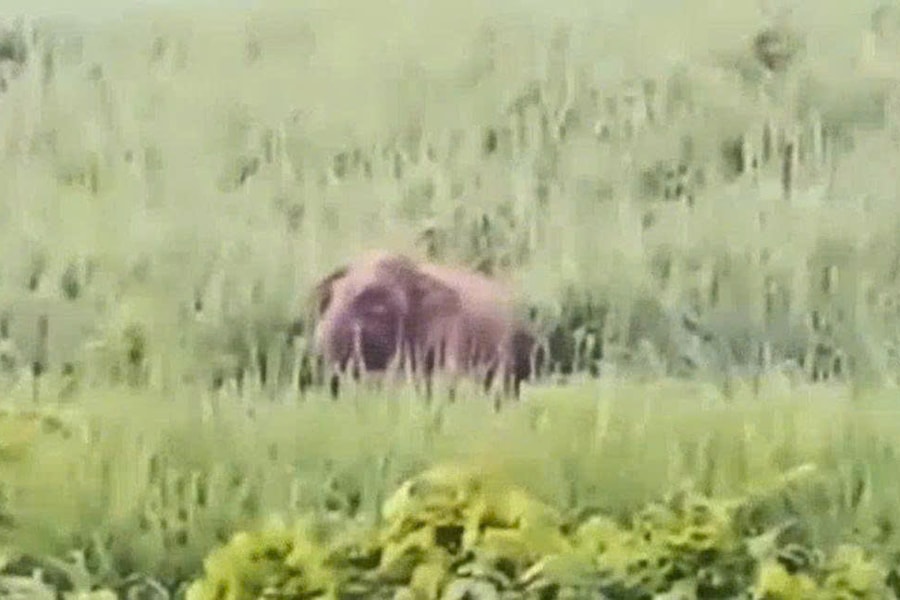 Xuất hiện voi rừng phá hoa màu ở Nghệ An