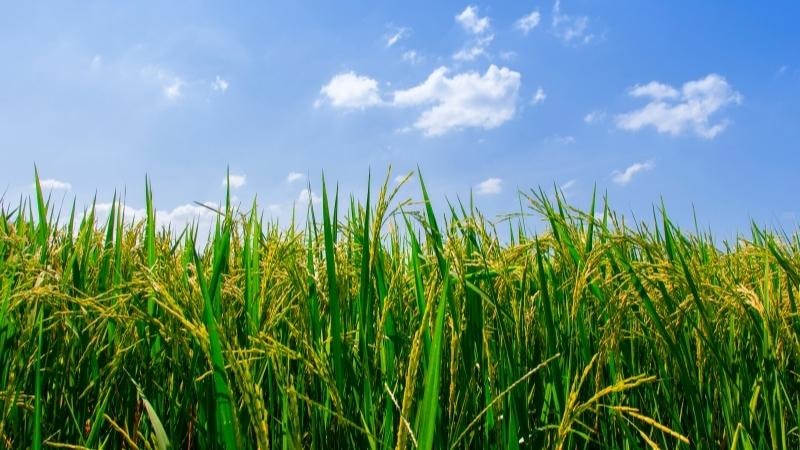 Giá lúa gạo hôm nay 13/8: Nội địa ổn định, xuất khẩu giữ vững “đỉnh” 395 USD/tấn