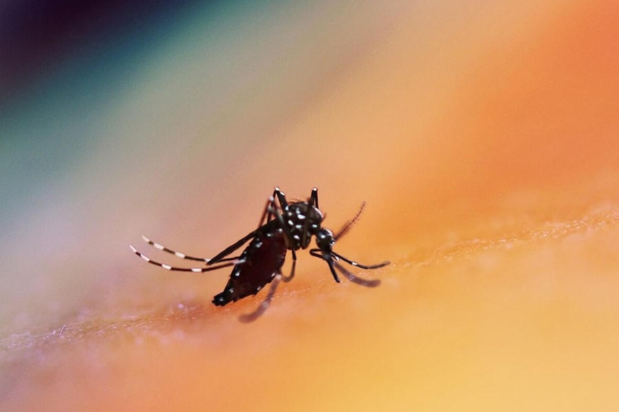 Khủng hoảng khí hậu khiến sốt xuất huyết bùng phát kỷ lục ở Thái Bình Dương