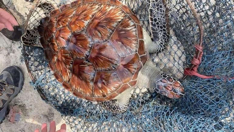 Thả về môi trường tự nhiên cá thể rùa biển nặng 12 kg