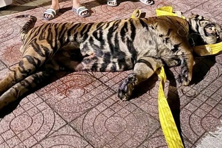 Khởi tố 3 đối tượng buôn xác hổ từ Lào về Việt Nam