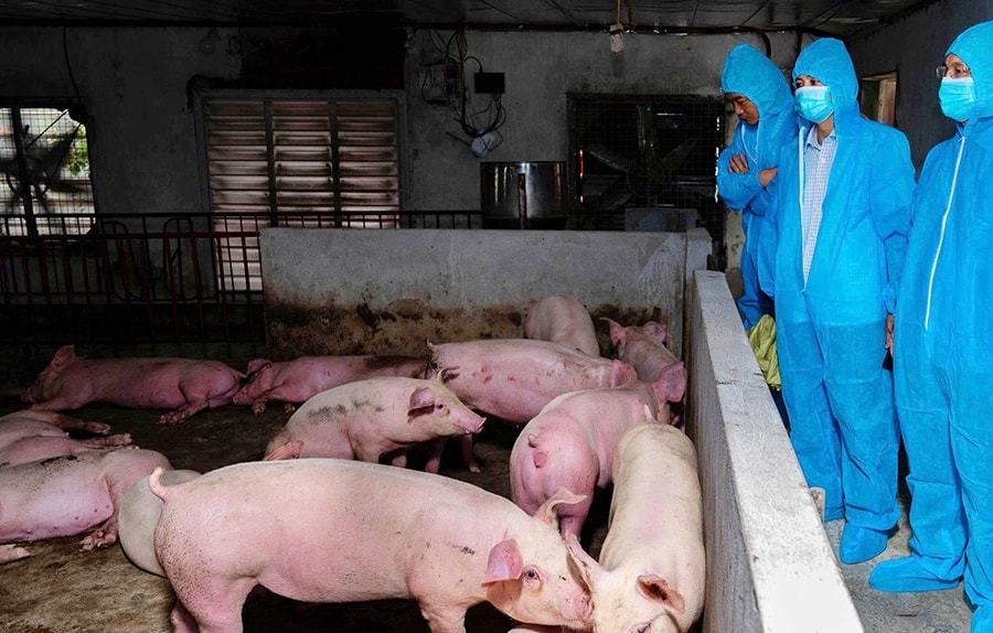 Ninh Bình: Tiếp tục ưu tiên, tập trung nguồn lực phòng, chống bệnh Dịch tả lợn Châu Phi