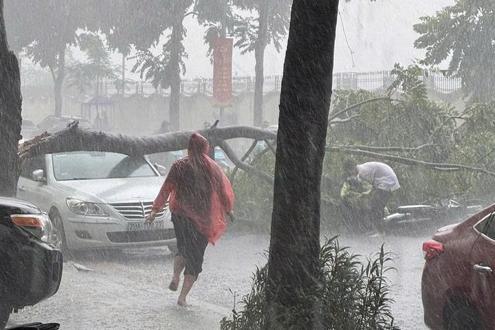 Mưa dông ở Hà Nội, cây xanh bật gốc đè trúng ô tô và người đi đường