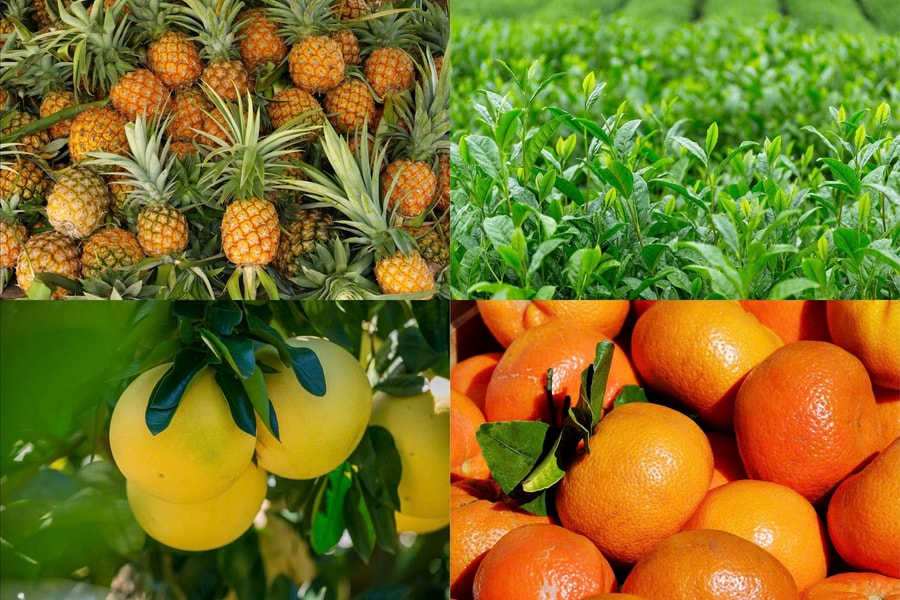 Giải pháp nâng tầm dứa, chè và cây có múi hướng tới giá trị tỷ đô