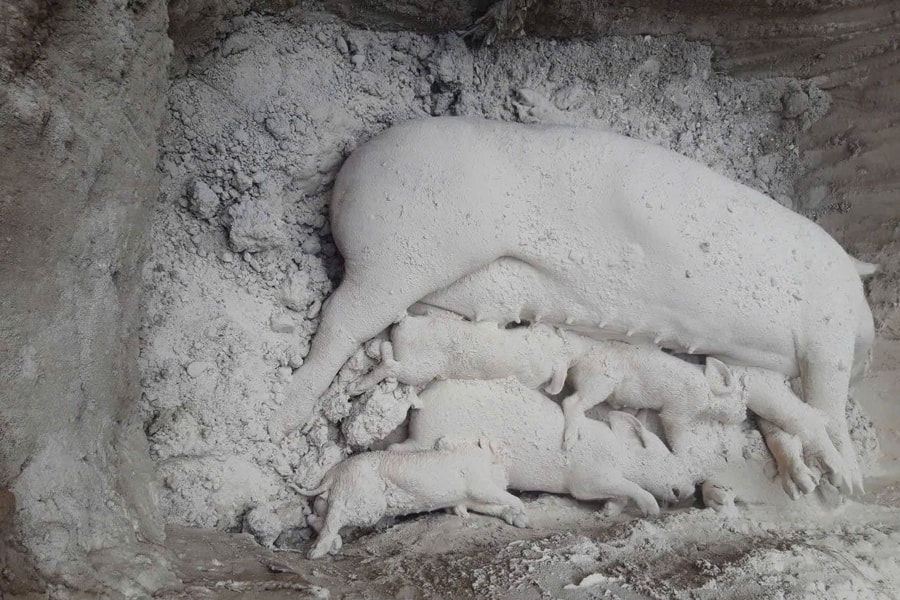 Quyết liệt chống dịch tả lợn châu Phi, không để đứt gãy nguồn thịt cuối năm